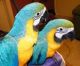 Macaw Birds for sale in Philadelphia, PA, USA. price: $400