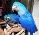 Macaw Birds for sale in East York, Toronto, ON, Canada. price: NA