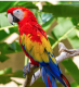 Macaw Birds for sale in Philadelphia, PA, USA. price: NA