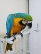 Macaw Birds for sale in Havertown, PA 19083, USA. price: $600