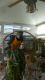 Macaw Birds for sale in Pondfield Rd, Bronxville, NY 10708, USA. price: NA