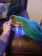 Macaw Birds for sale in Pittsburgh, PA, USA. price: $600