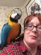 Macaw Birds for sale in Cambridge, ON N1R, Canada. price: NA