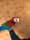 Macaw Birds for sale in Manhattan, New York, NY, USA. price: NA