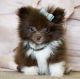stunning Pomeranian puppies male and female for sale