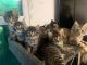 Maine Coon Cats for sale in Abilene, TX, USA. price: NA