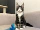 Maine Coon Cats for sale in Oklahoma City, OK, USA. price: $550