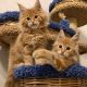 Available Maine Coon Kittens