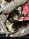 2 Adorable female Maine Coon kittens