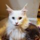Maine Coon Cats for sale in State College, PA, USA. price: $1,200