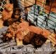 Maine Coon Kittens, Purebred Registered, European Pedigrees