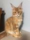 Maine Coon Cats for sale in Stratford, OK 74872, USA. price: $800