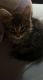 Maine Coon Cats for sale in 5342 W Deming Pl, Chicago, IL 60639, USA. price: $180