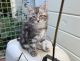 Maine Coon Cats for sale in Brooklyn, NY, USA. price: $500