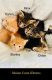 Maine Coon Cats for sale in Sarasota, FL, USA. price: NA
