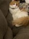 Maine Coon Cats for sale in Chicago, IL 60804, USA. price: $1,000