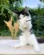 Maine Coon Cats for sale in New York, NY, USA. price: $650