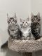 Maine Coon Cats for sale in Orlando, FL, USA. price: $1,700