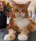 Maine Coon Cats for sale in New York, NY, USA. price: $500