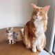 Maine Coon Cats for sale in New York, NY, USA. price: $400
