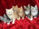 Maine Coon Cats for sale in Alabama Ave, Brooklyn, NY 11207, USA. price: NA