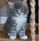 Maine Coon Cats for sale in Orlando, FL, USA. price: $700