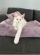 Maine Coon Cats for sale in New York, NY, USA. price: NA