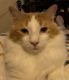 Maine Coon Cats for sale in Orlando, FL, USA. price: $300