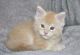Maine Coon Cats for sale in New York, NY, USA. price: $800