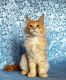 Maine Coon Cats for sale in Orlando, FL, USA. price: $900