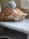 Maine Coon Cats for sale in Lopatcong, NJ, USA. price: $1,600