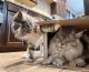 Maine Coon Cats for sale in Phoenix, AZ, USA. price: NA