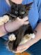 Maine Coon Cats for sale in Phoenix, AZ, USA. price: $1,000