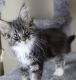 Maine Coon Cats for sale in Dallas, TX, USA. price: $400