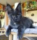 Maine Coon Cats for sale in Dallas, TX, USA. price: $850
