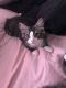 Maine Coon Cats for sale in Woodbury, NJ, USA. price: $1,800