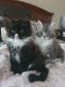 Maine Coon Cats for sale in Warner Robins, GA, USA. price: $800