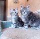 Maine Coon Cats for sale in North Bergen, NJ 07047, USA. price: NA