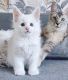 Maine Coon Cats for sale in North Bergen, NJ 07047, USA. price: NA