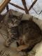 Maine Coon Cats for sale in Dawsonville, GA 30534, USA. price: $300