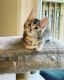 Maine Coon Cats for sale in Duluth, GA, USA. price: $2,500