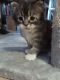 Maine Coon Cats for sale in Boerne, TX 78006, USA. price: $1,000