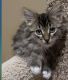 Maine Coon Cats for sale in Oklahoma City, OK, USA. price: $200