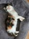 Maine Coon Cats for sale in Lopatcong, NJ, USA. price: $1,600