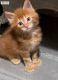 Maine Coon Cats for sale in Houston, TX 77003, USA. price: $400