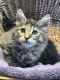 Maine Coon Cats for sale in Sparrow Bush, NY 12780, USA. price: $2,500