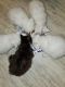 Maine Coon Cats for sale in State College, PA, USA. price: $1,500