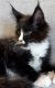 Maine Coon Cats for sale in New Lowell, ON L0M 1N0, Canada. price: $1,900