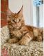 Maine Coon Cats for sale in Virginia Beach, VA, USA. price: $700