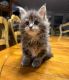 Maine Coon Cats for sale in Ridgeway, VA 24148, USA. price: $500